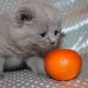 Британские чистокрновные котята!!!, фотография 5