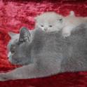 Британские чистокрновные котята!!!, фотография 6