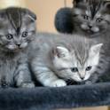 Шотландские котята, фотография 2