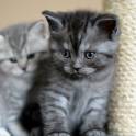 Шотландские котята, фотография 3