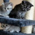 Шотландские котята, фотография 4