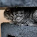 Шотландские котята, фотография 5
