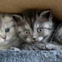 Шотландские котята, фотография 6
