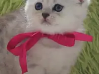 Шотландский котенок, фотография 2