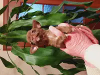 Девочки мини чихуахуа, фотография 8