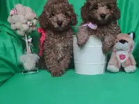 Продаю породистых щенков ПУДЕЛЯ, фотография 2