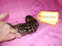 Шикарные бенгальские котята, фотография 2