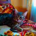 Котик в добрые руки, фотография 6