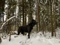 Вязка Кане Корсо кобель, фотография 8