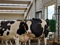 Механические щётки чесалки для КРС, фотография 3