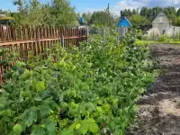 Дачный участок, СТ Радуга-4, Смолевический р-н, Плисский с/с, фотография 4