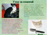 Передержка Домашних Питомцев, фотография 3