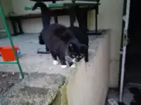 Берите готового котика для домашней жизни в Минске, фотография 2