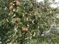Продажа дома, дачи, фотография 11