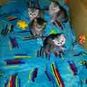 Персидские котята., фотография 7