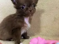 Чихуахуа нарядный мальчик и Мини шоколадная девочка, фотография 3