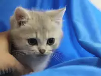 Шотландские котята, фотография 3