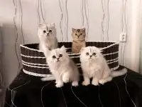 Шотландские котята