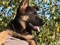 Немецкой овчарки щенки, фотография 2