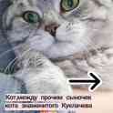 Шотландские котята, фотография 4
