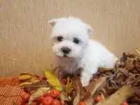 Мальтийской болонки щенки, фотография 6
