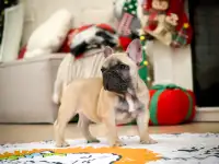 Французский бульдог девочка, фотография 3