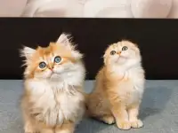 Шотландский мальчик, фотография 5