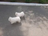 Шпиц девочки, фотография 3