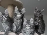 Котята мейн кун!, фотография 6