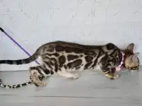 Бенгальский котенок девочка бейби фейс, фотография 5