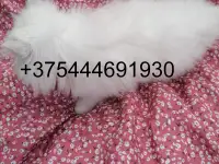 Котята в любимцы., фотография 3
