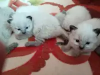 Котята Невская Маскарадная, фотография 6