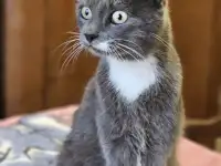 Кошечка в добрые руки