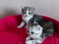 Шотландские котята с голубыми глазами, фотография 8