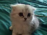Продам котят Шотландцы Шиншилла, фотография 1