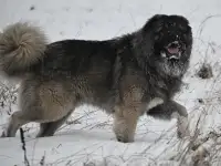 Кавказская овчарка чемпион для вязки, фотография 3