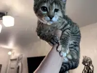 Котенок в дар