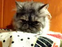 Персидские котята экстремального типа чистокровные. Персы., фотография 3
