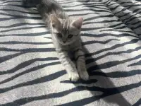 Шотландский котенок, фотография 2