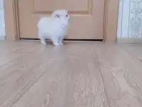 Шпиц мальчик