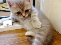 Шотландские котята, фотография 2
