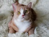 Красивый Рыжуля в добрые руки, фотография 5