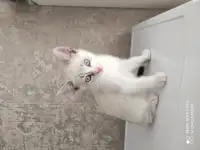 продаются котята, фотография 4