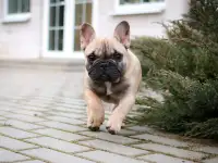 Французский бульдог супер девочка, фотография 10
