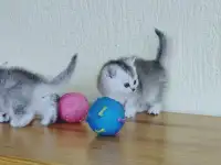 Шотландские котята, фотография 4