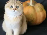 Шотландские котята, фотография 7
