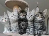 Котята мейн-кун!, фотография 5