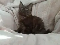 Девочка Мейн Кун, фотография 3