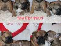 Французский бульдог щенки, фотография 7