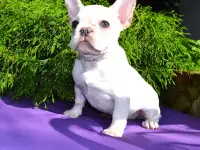 Французский бульдог, фотография 5